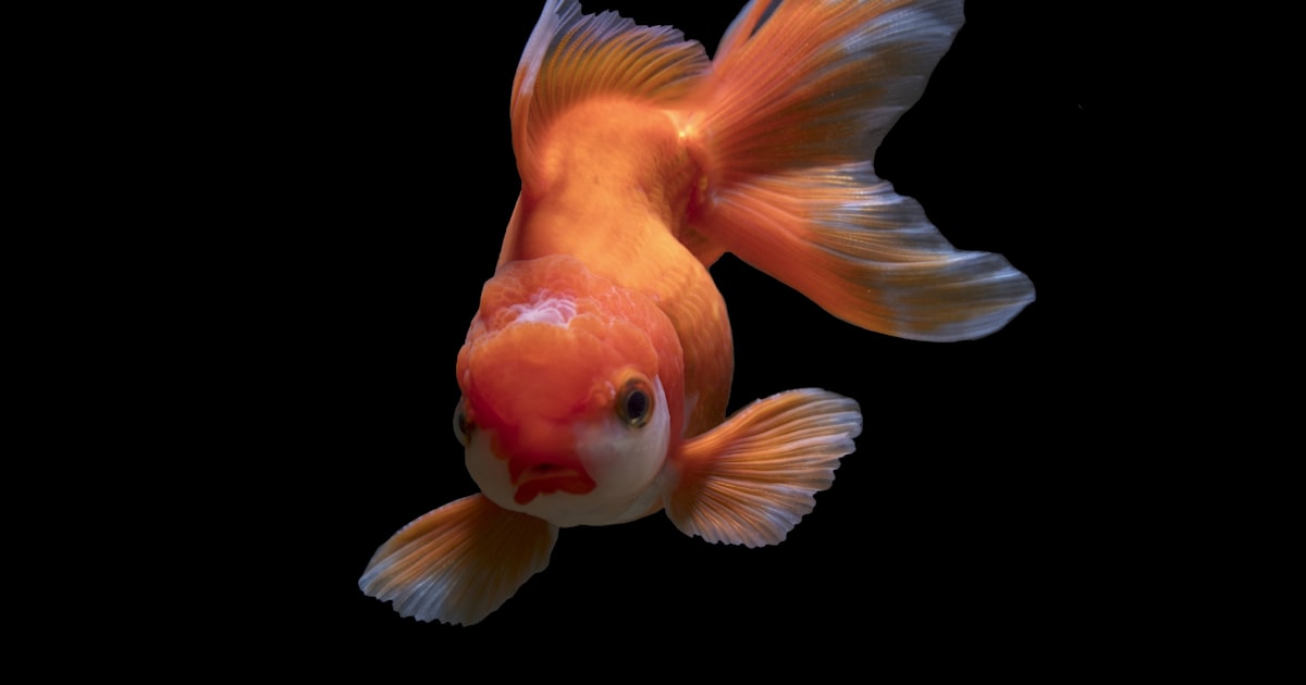 Melhores Casas de Apostas 2026 — Ranking Completo